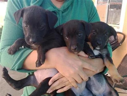 Cachorro raça SRD-ViraLata idade Abaixo de 2 meses nome Cadelas