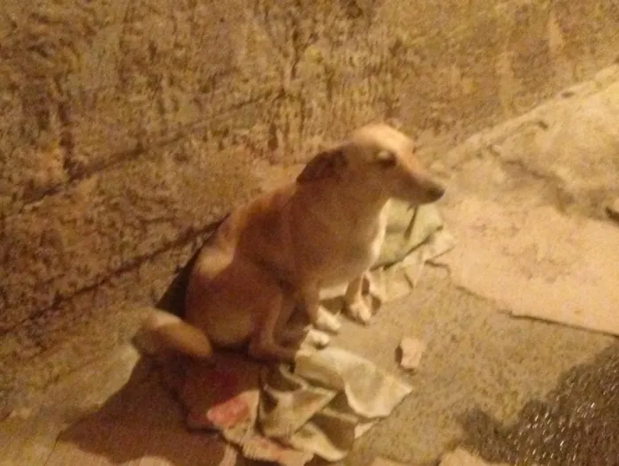 Cachorro raça SRD-ViraLata idade 2 anos nome Mel