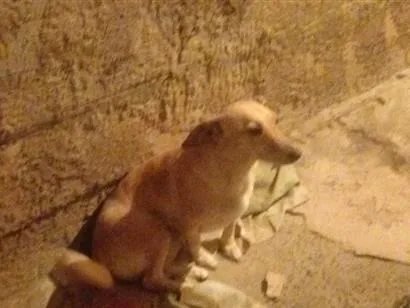 Cachorro raça SRD-ViraLata idade 2 anos nome Mel