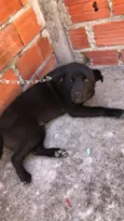 Negão