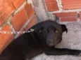 Negão
