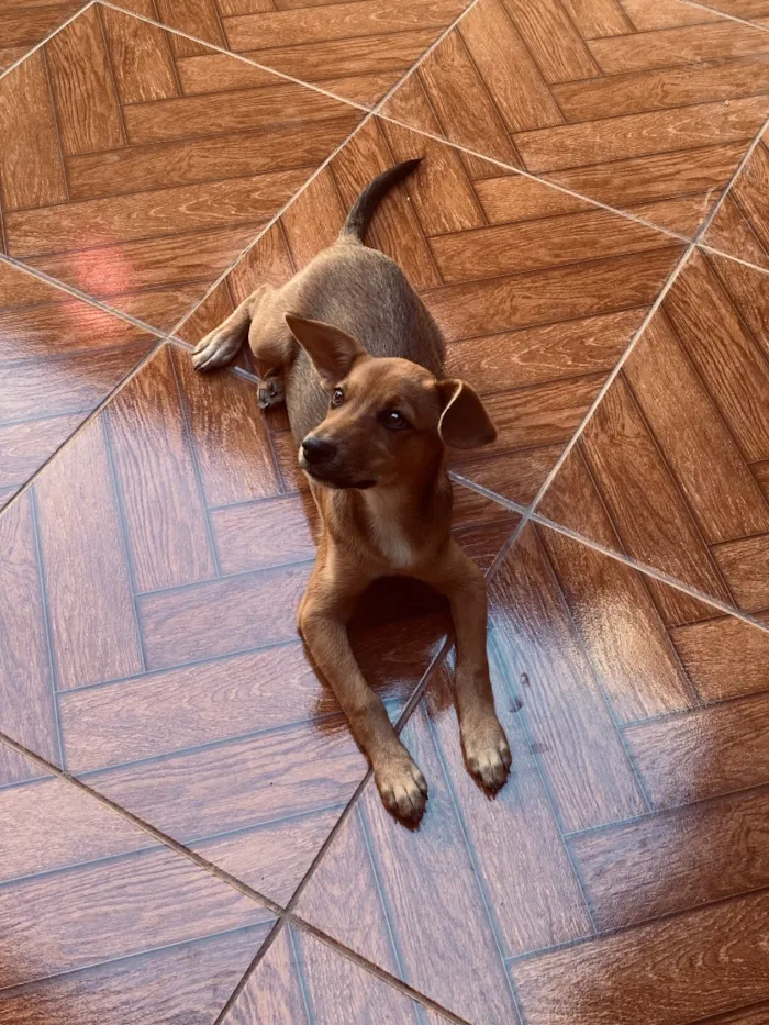 Cachorro raça SRD-ViraLata idade 2 anos nome Sofia