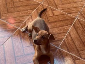 Cachorro raça SRD-ViraLata idade 2 anos nome Sofia