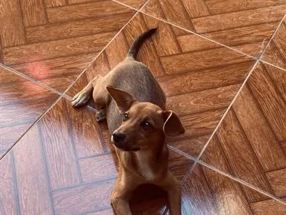Cachorro raça SRD-ViraLata idade 2 anos nome Sofia