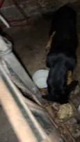 princesa e trovão 