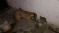 princesa e trovão 