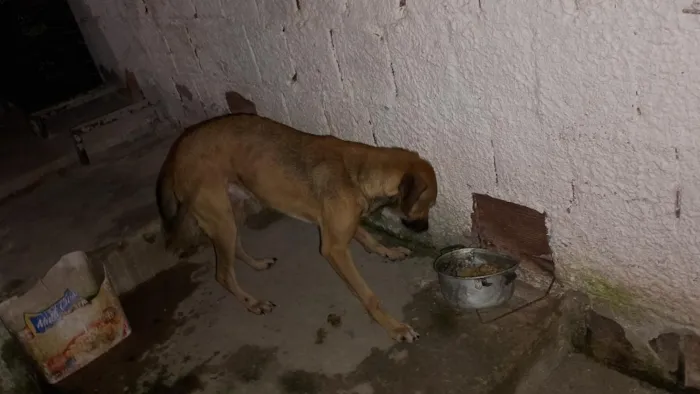 Cachorro raça SRD-ViraLata idade 1 ano nome princesa e trovão 