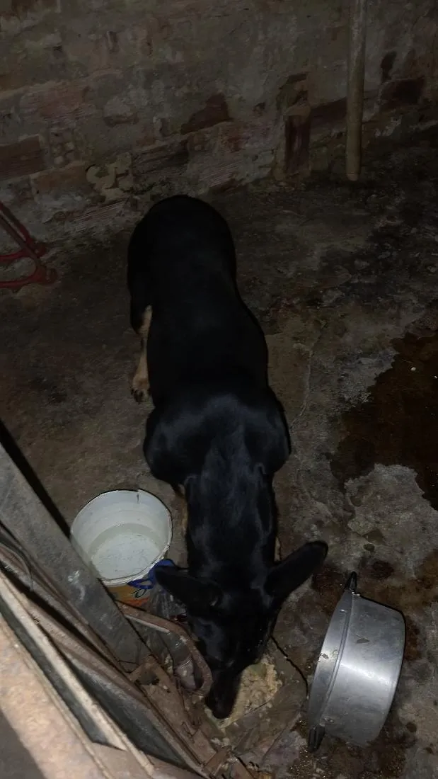 Cachorro raça SRD-ViraLata idade 1 ano nome princesa e trovão 