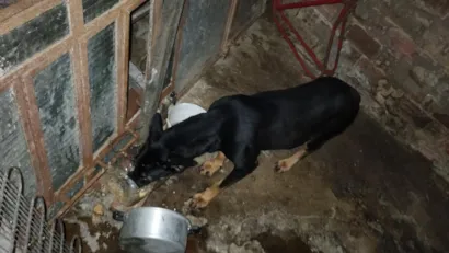 Cachorro raça SRD-ViraLata idade 1 ano nome princesa e trovão 