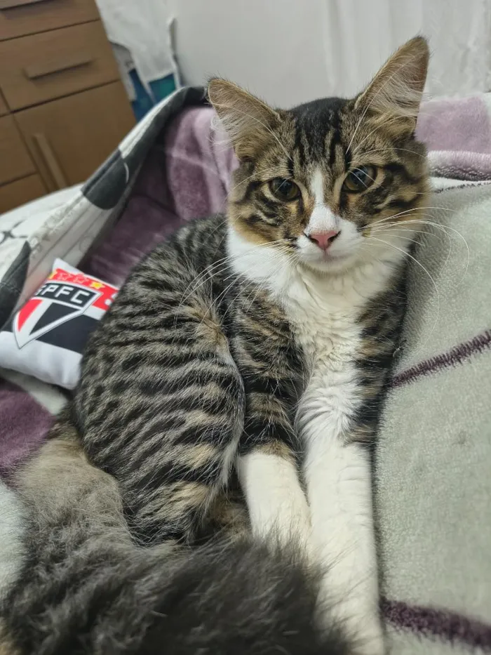 Gato raça SRD-ViraLata idade 7 a 11 meses nome Mael Jesus 