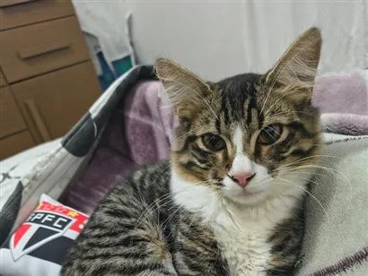 Gato raça SRD-ViraLata idade 7 a 11 meses nome Mael Jesus 