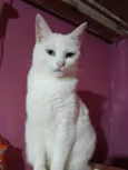Branquinha 