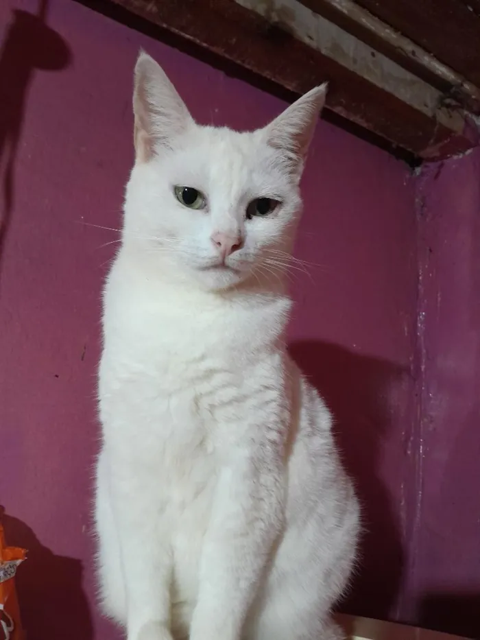 Gato raça SRD-ViraLata idade 5 anos nome Branquinha 