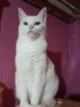 Branquinha 