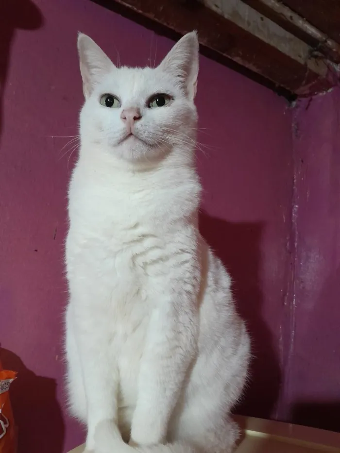 Gato raça SRD-ViraLata idade 5 anos nome Branquinha 