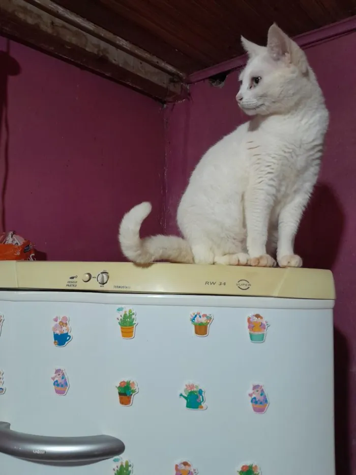 Gato raça SRD-ViraLata idade 5 anos nome Branquinha 