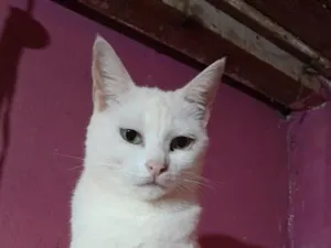 Gato raça SRD-ViraLata idade 5 anos nome Branquinha 