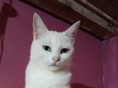 Gato raça SRD-ViraLata idade 5 anos nome Branquinha 