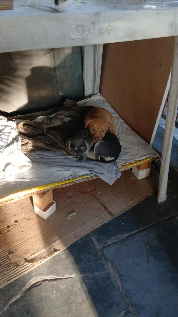 Cachorro raça SRD-ViraLata idade Abaixo de 2 meses nome sem nomes 