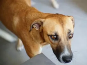 Cachorro raça SRD-ViraLata idade 5 anos nome morena