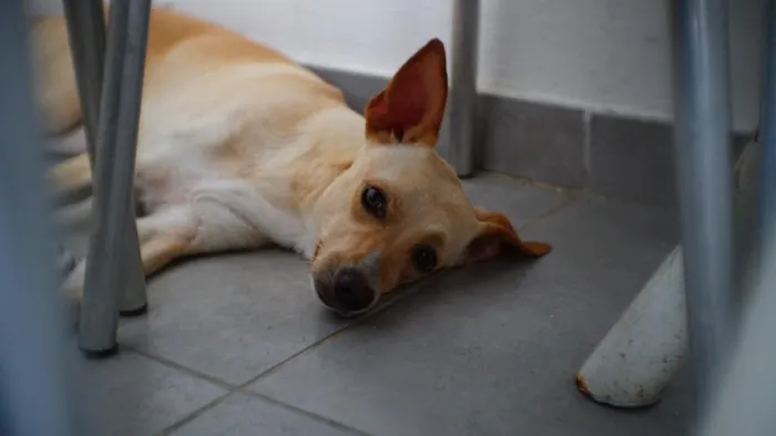 Cachorro raça SRD-ViraLata idade 5 anos nome mel