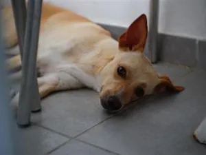 Cachorro raça SRD-ViraLata idade 5 anos nome mel