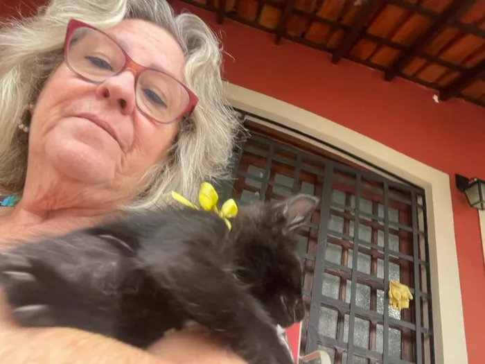 Gato raça SRD-ViraLata idade 2 a 6 meses nome José