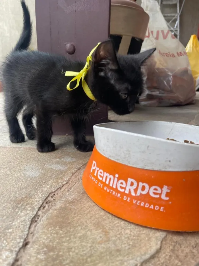 Gato raça SRD-ViraLata idade 2 a 6 meses nome José