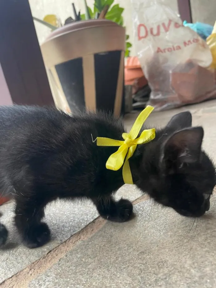 Gato raça SRD-ViraLata idade 2 a 6 meses nome José