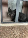 José