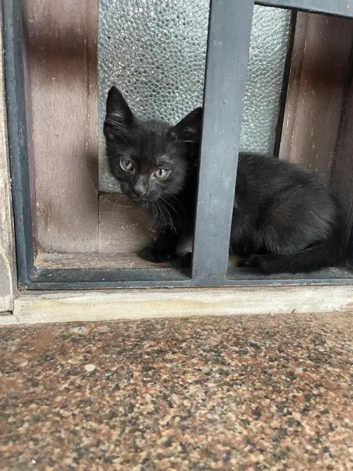 Gato raça SRD-ViraLata idade 2 a 6 meses nome José