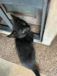 José