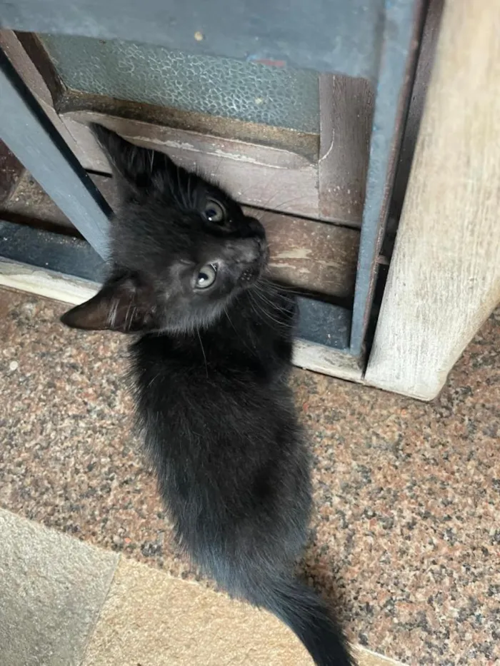 Gato raça SRD-ViraLata idade 2 a 6 meses nome José
