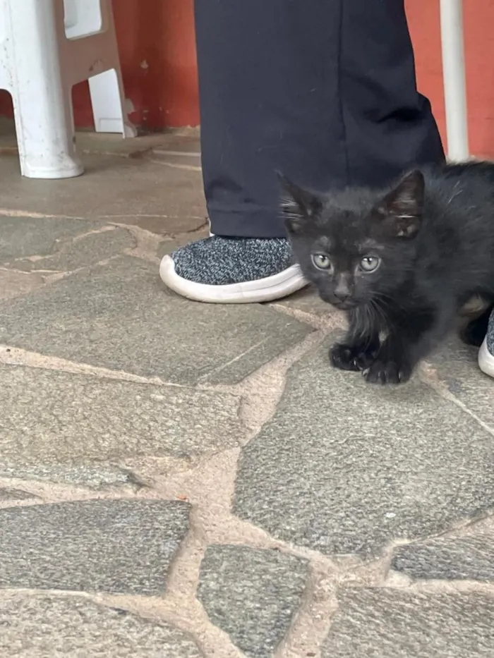 Gato raça SRD-ViraLata idade 2 a 6 meses nome José