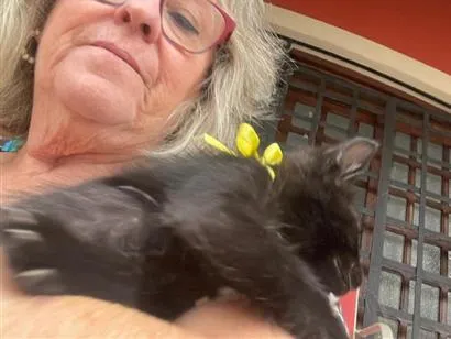 Gato raça SRD-ViraLata idade 2 a 6 meses nome José