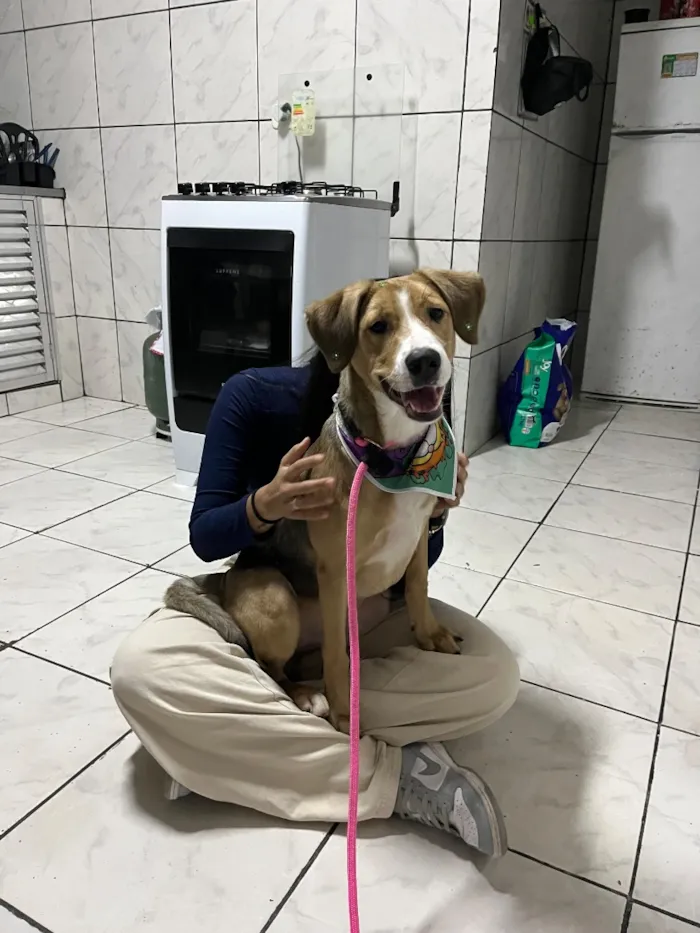 Cachorro raça SRD-ViraLata idade 7 a 11 meses nome Kiara