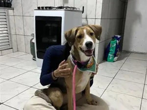 Cachorro raça SRD-ViraLata idade 7 a 11 meses nome Kiara