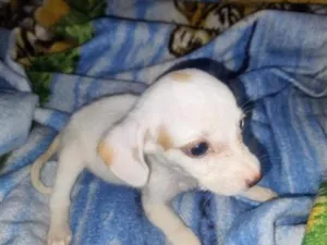 Cachorro raça SRD-ViraLata idade 2 a 6 meses nome Branquinha