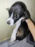 Pretinha