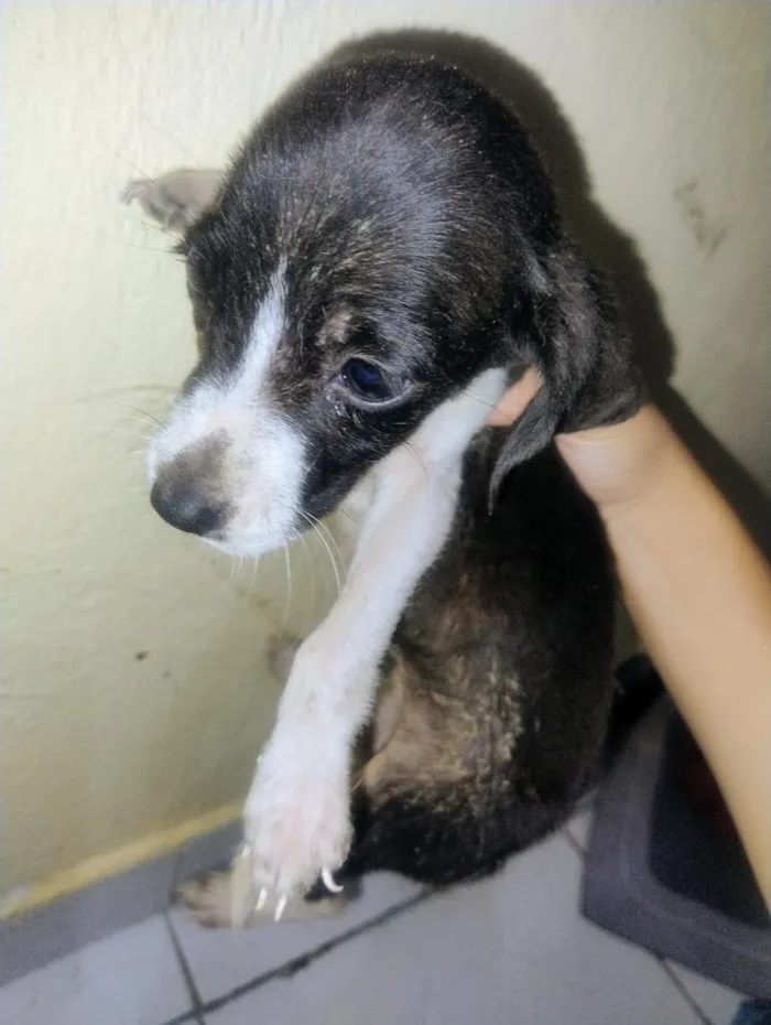 Cachorro raça SRD-ViraLata idade 2 a 6 meses nome Pretinha