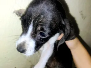 Cachorro raça SRD-ViraLata idade 2 a 6 meses nome Pretinha