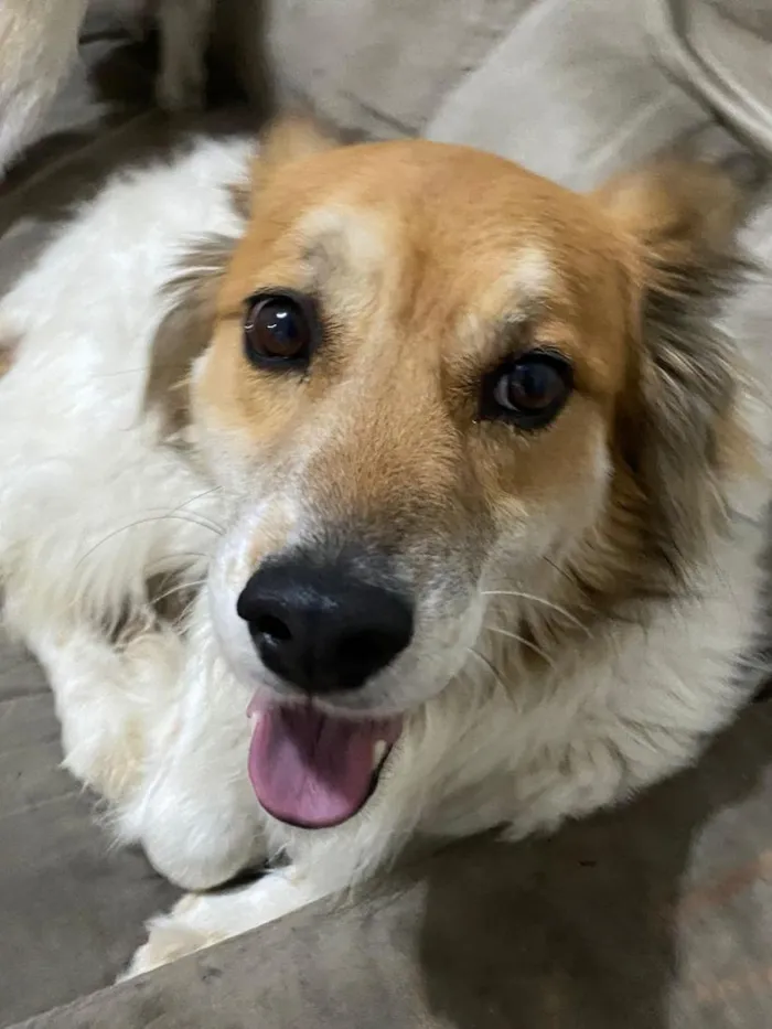Cachorro raça SRD-ViraLata idade 2 anos nome Bettovin