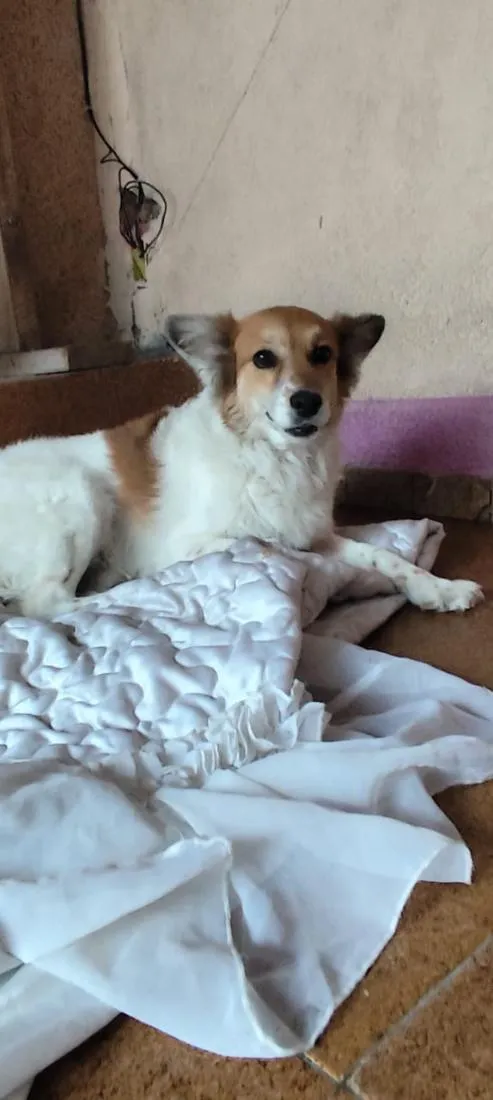 Cachorro raça SRD-ViraLata idade 2 anos nome Bettovin