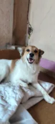 Bettovin
