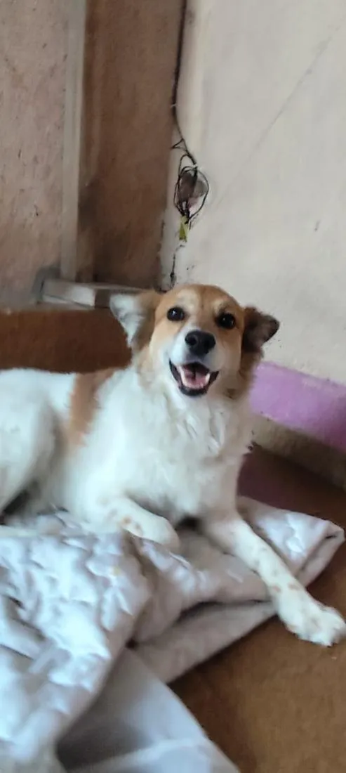 Cachorro raça SRD-ViraLata idade 2 anos nome Bettovin