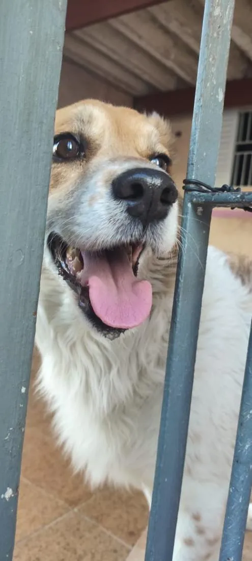Cachorro raça SRD-ViraLata idade 2 anos nome Bettovin