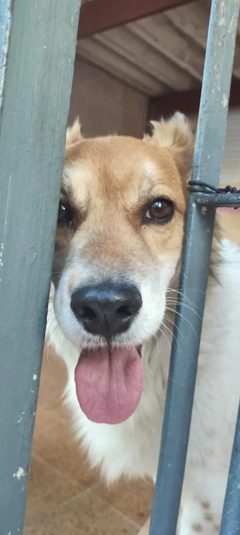 Cachorro raça SRD-ViraLata idade 2 anos nome Bettovin