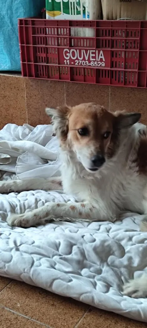 Cachorro raça SRD-ViraLata idade 2 anos nome Bettovin