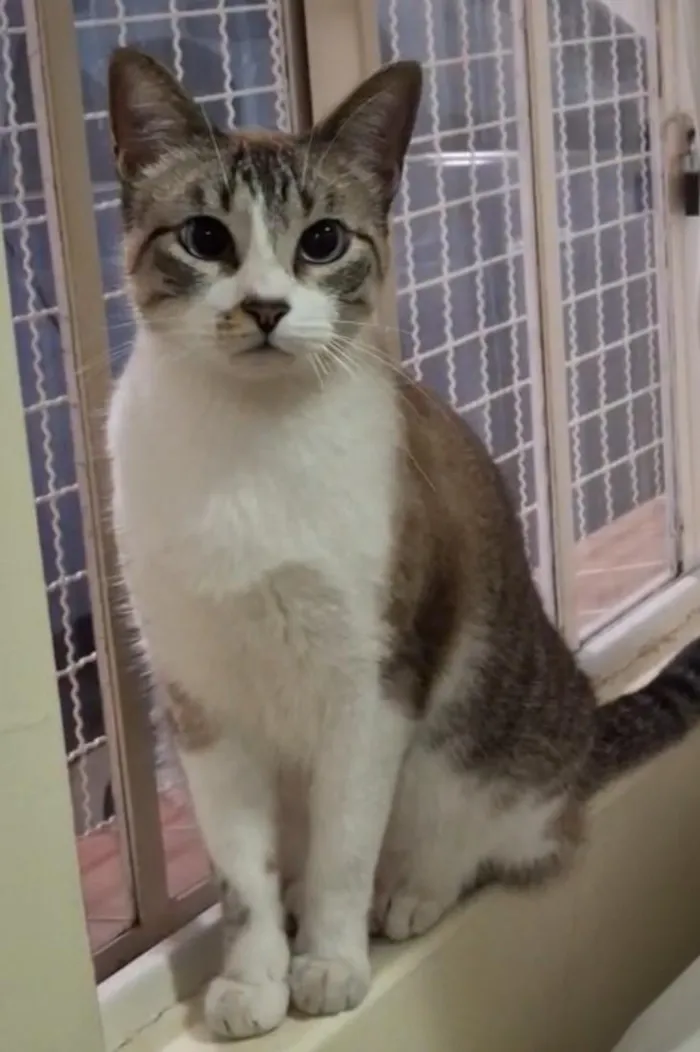 Gato raça SRD-ViraLata idade 2 anos nome Júnior 