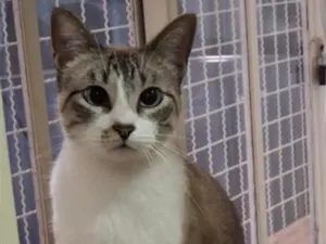 Gato raça SRD-ViraLata idade 2 anos nome Júnior 